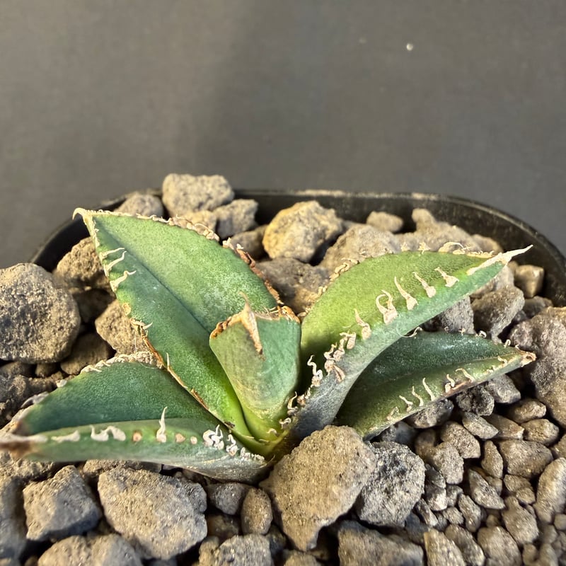 アガベ チタノタ 金蟾（きんせん）子株 ⅳ | HANDS PLANTS