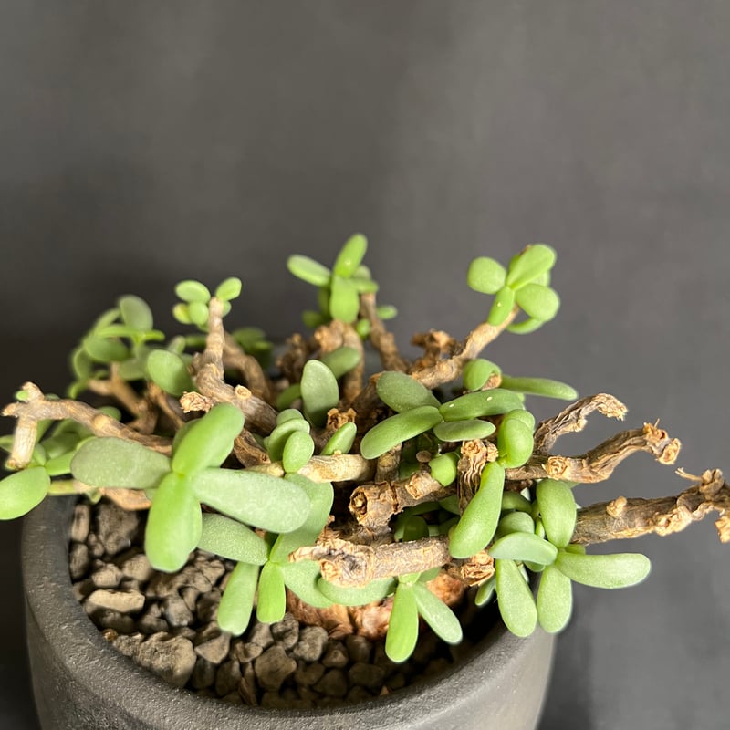 ケラリアピグマエア 現地株 発根済 33 | HANDS PLANTS