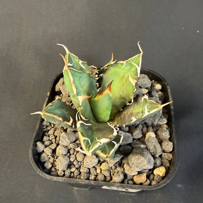 アガベ チタノタ 鬼爪 9011 | HANDS PLANTS