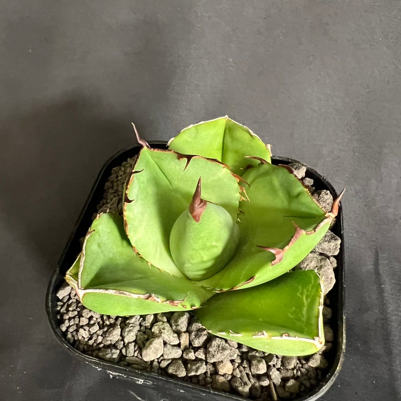 アガベ チタノタ 純血ジャガーノート | HANDS PLANTS