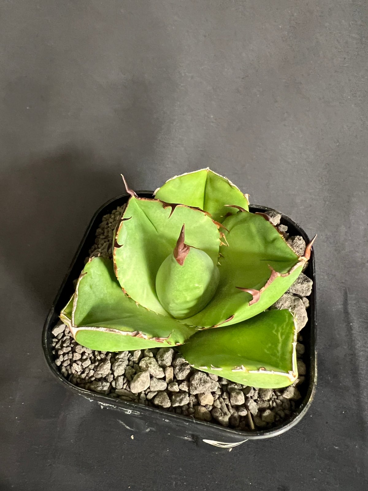 アガベ チタノタ 純血ジャガーノート | HANDS PLANTS