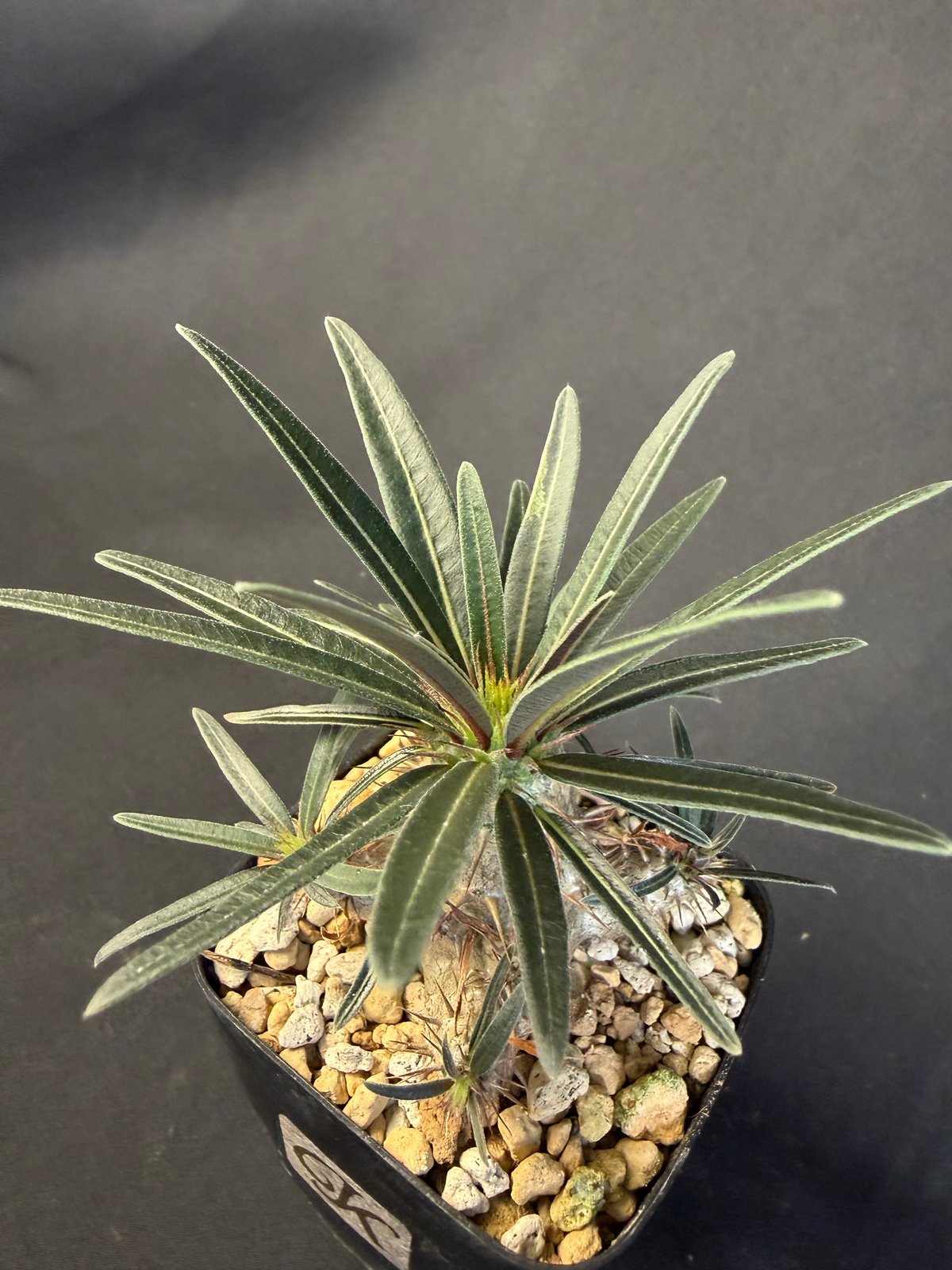 グラキリス 実生 ③13 | HANDS PLANTS