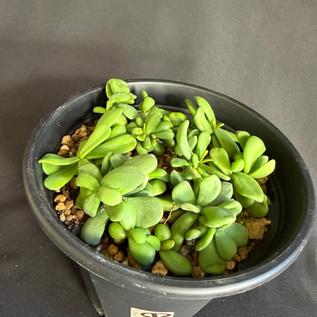 ケラリアピグマエア　実生株 いっぱい 5号48