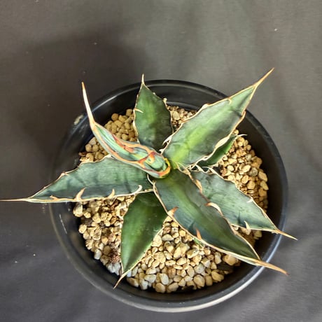 アガベ　キシロカナンサ　5号