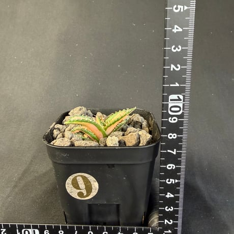 アガベ　チタノタ　白豪刺中斑錦明錦