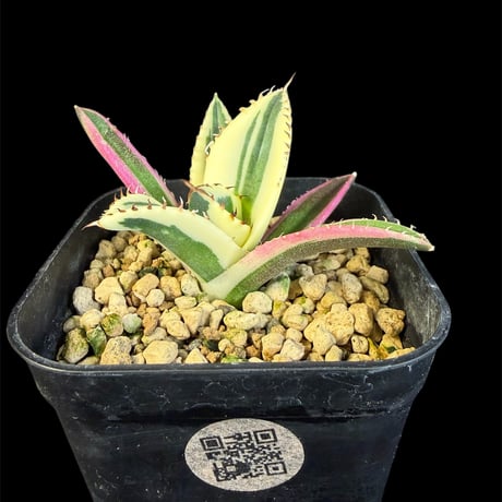 スナグルトゥース | STORES