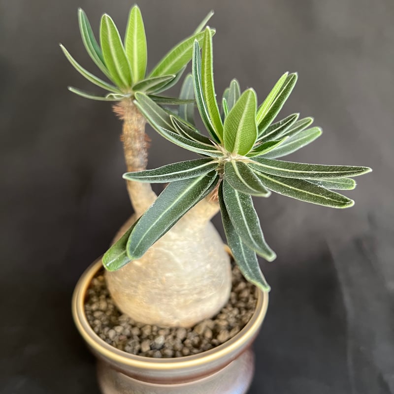 パキポディウムグラキリス 発根済 | HANDS PLANTS
