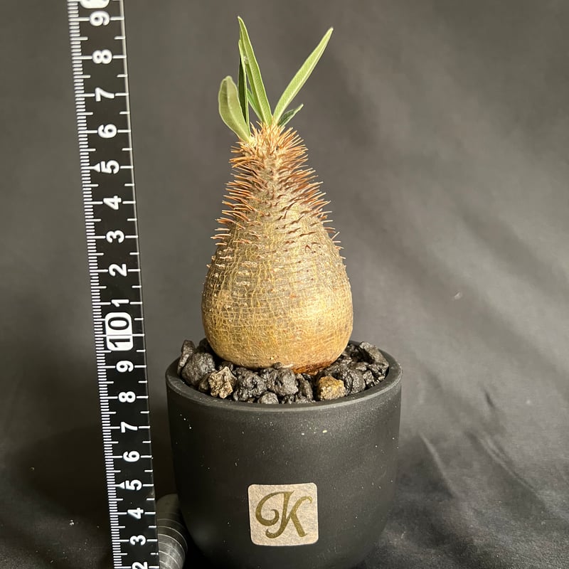パキポディウムグラキリス 発根済み ⑩ | HANDS PLANTS