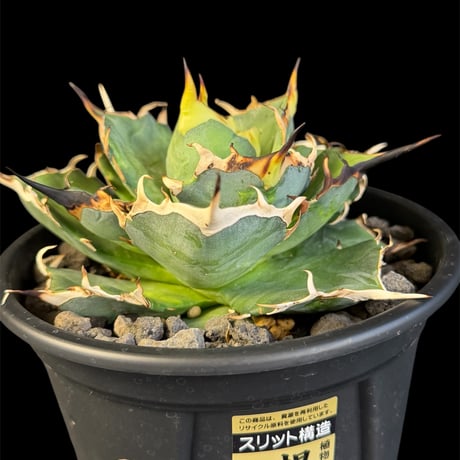 アガベハデス | STORES