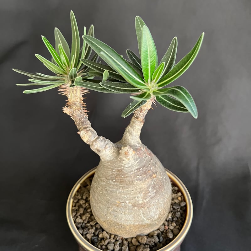 パキポディウムグラキリス 発根済 | HANDS PLANTS