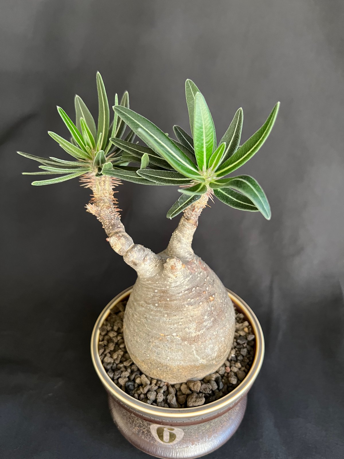 パキポディウムグラキリス 発根済 | HANDS PLANTS