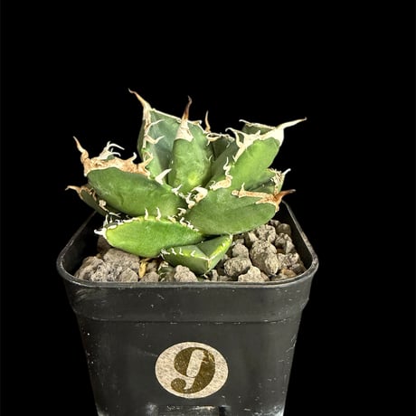 アガベsad | STORES