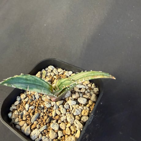 アガベ　チタノタ　白鯨錦　⑧