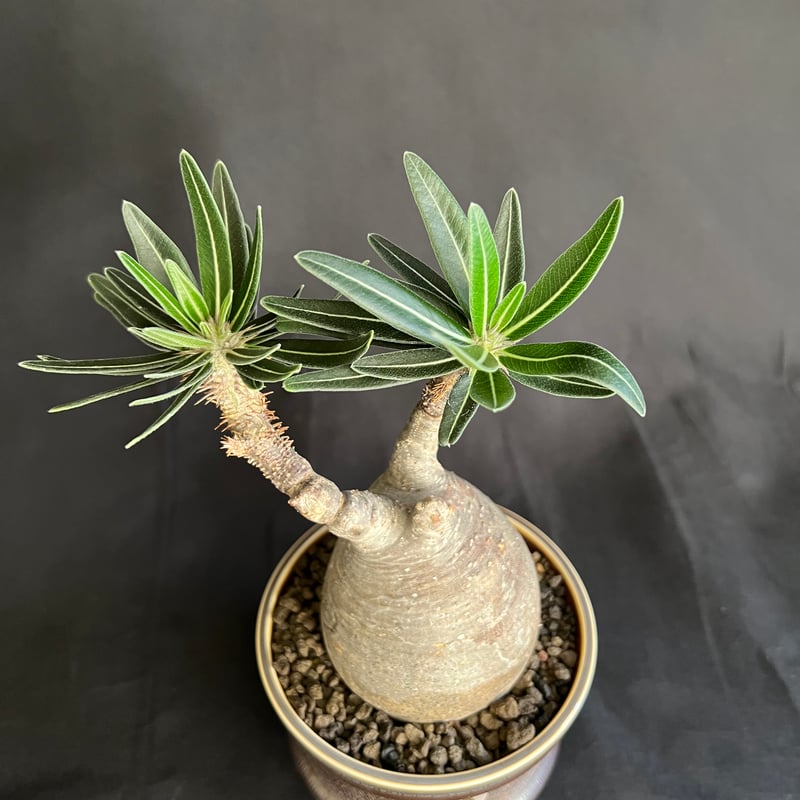 パキポディウムグラキリス 発根済 | HANDS PLANTS