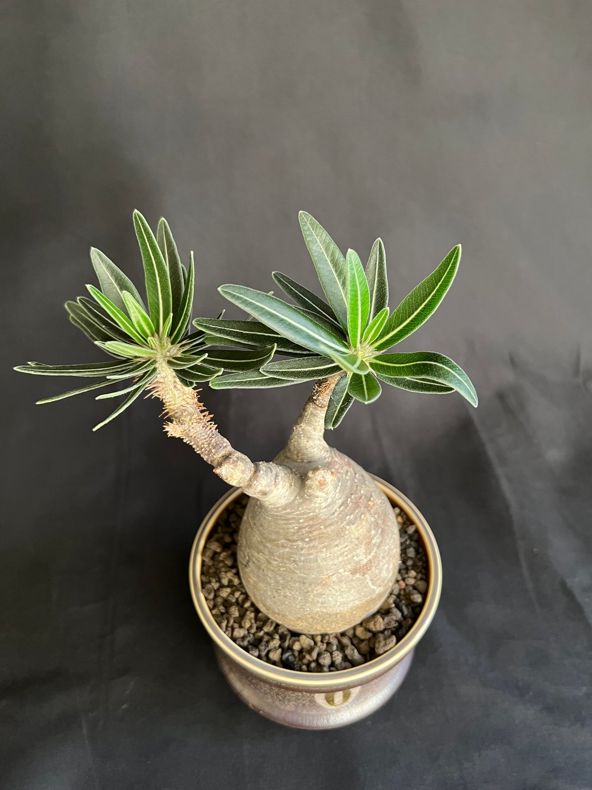 パキポディウムグラキリス 発根済 | HANDS PLANTS