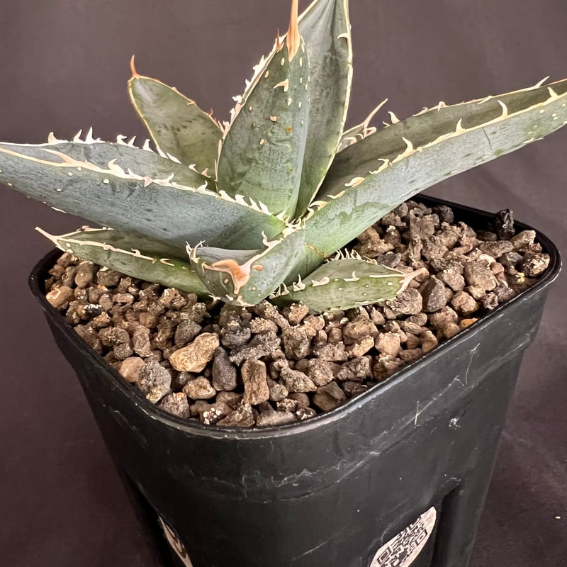 アガベ チタノタ シャークソード a20 | HANDS PLANTS