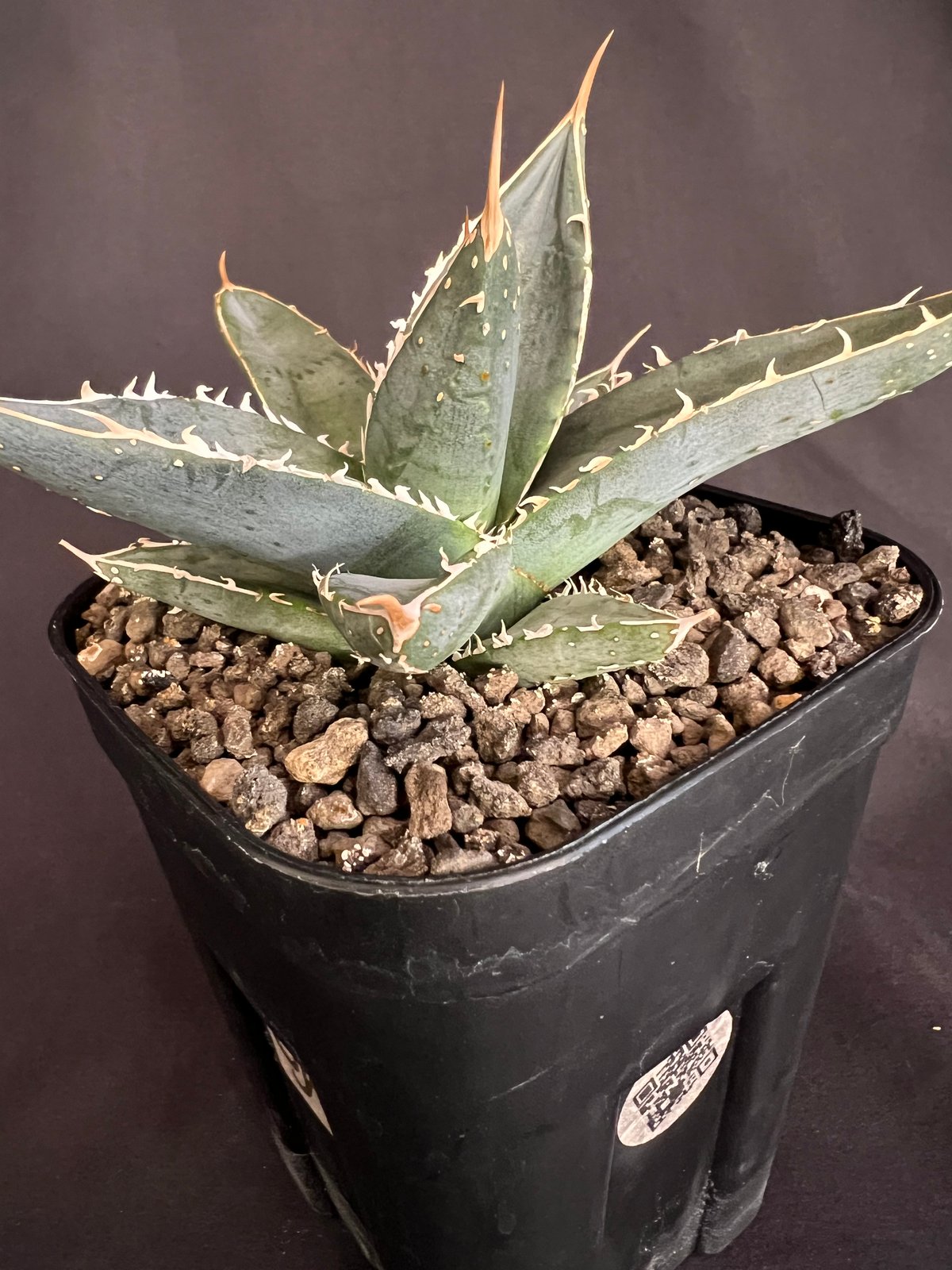 アガベ チタノタ シャークソード a30 | HANDS PLANTS