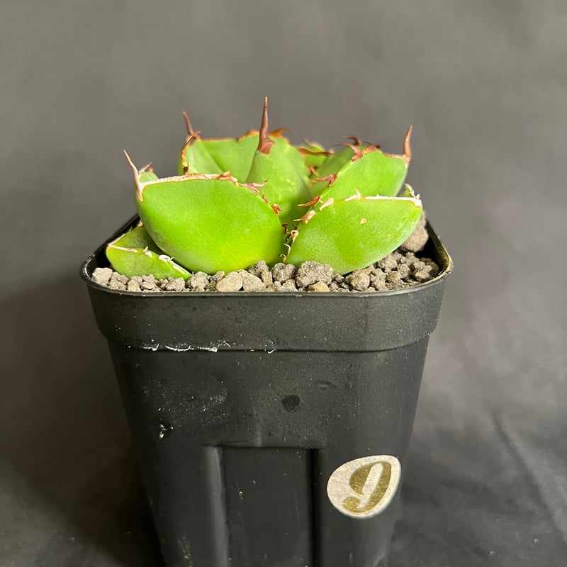 アガベ チタノタ 純血ジャガーノート | HANDS PLANTS