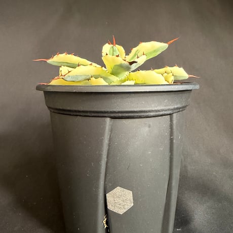 CATEGORY アガベ | HANDS PLANTS