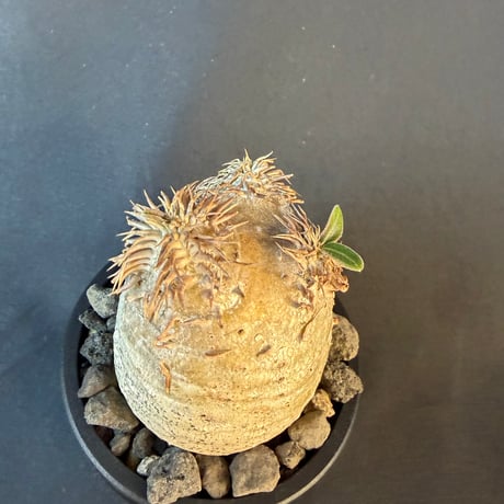 パキポディウム属 品種不明 発根済 良型 塊根植物 コーデックス