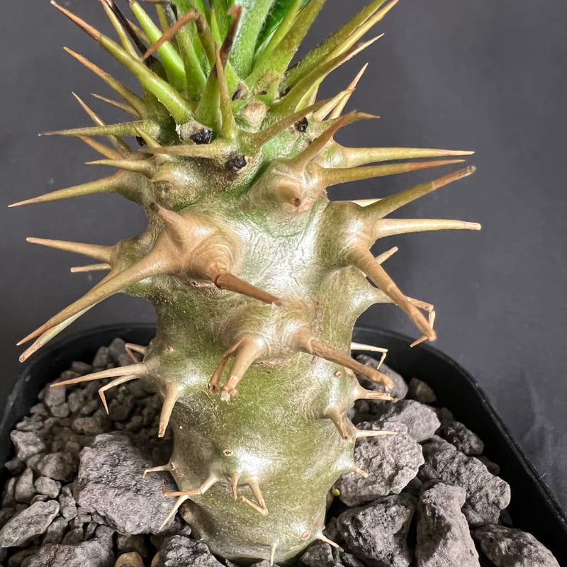 パキポディウム・アンボンゲンセ実生 ④ | HANDS PLANTS