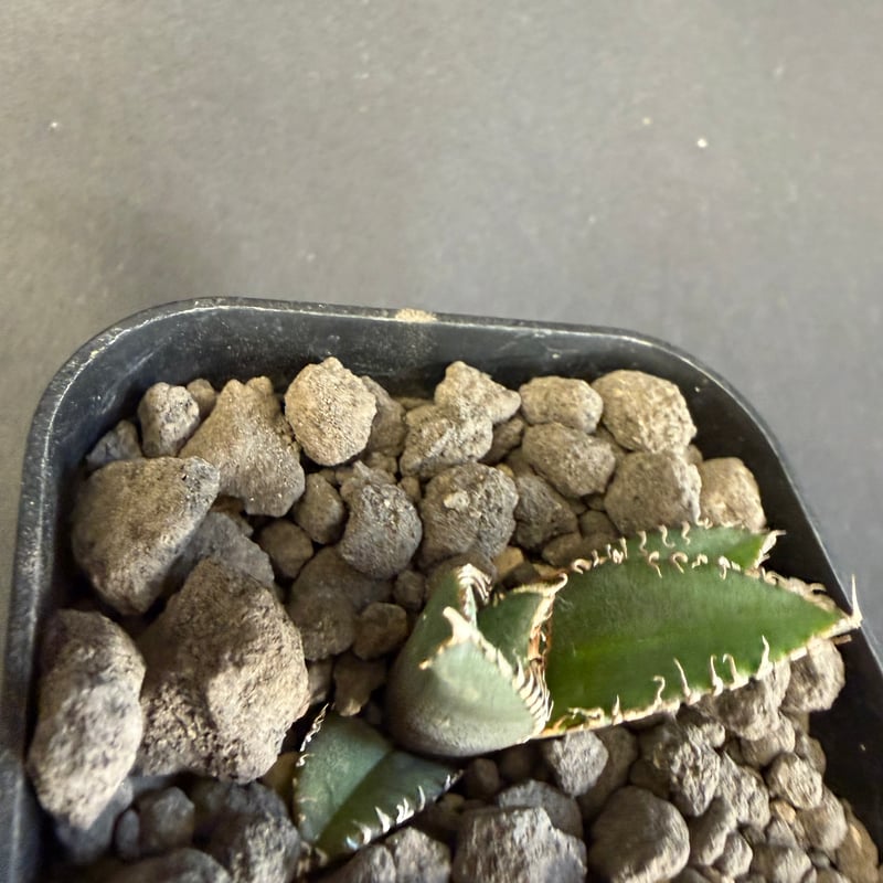 アガベ チタノタ 鰐亀（ワニガメ）子株 Ⅱ | HANDS PLANTS