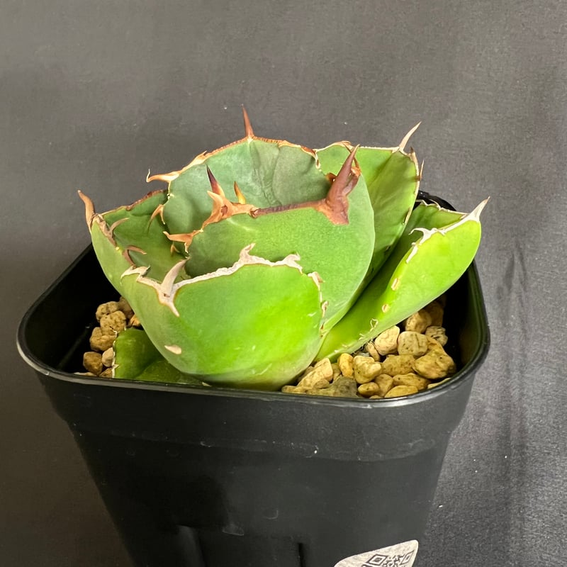 アガベ チタノタ ジャガーノート 1033 | HANDS PLANTS