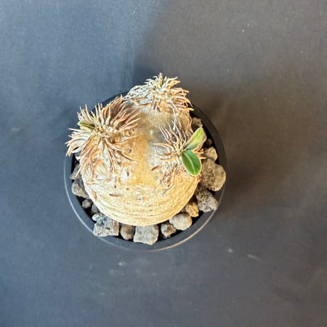 パキポディウム属 品種不明 発根済 良型 塊根植物 コーデックス