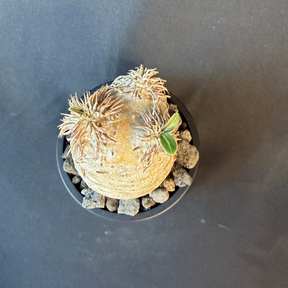 6a28cbf8a3297d15000e7231