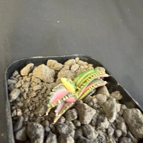 アガベ　チタノタ　白豪刺中斑錦明錦 ⑥