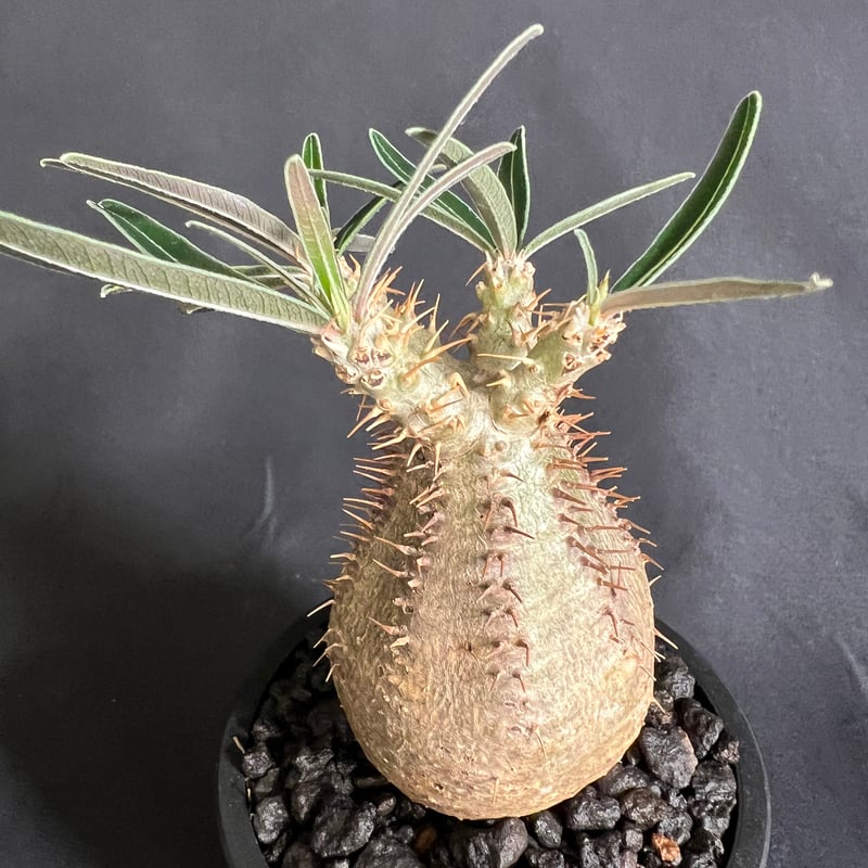 パキポディウム　グラキリス(多頭)＊発根済 パキポディウム グラキリス 多頭 Pachypodium gracilius 発根済 (gk