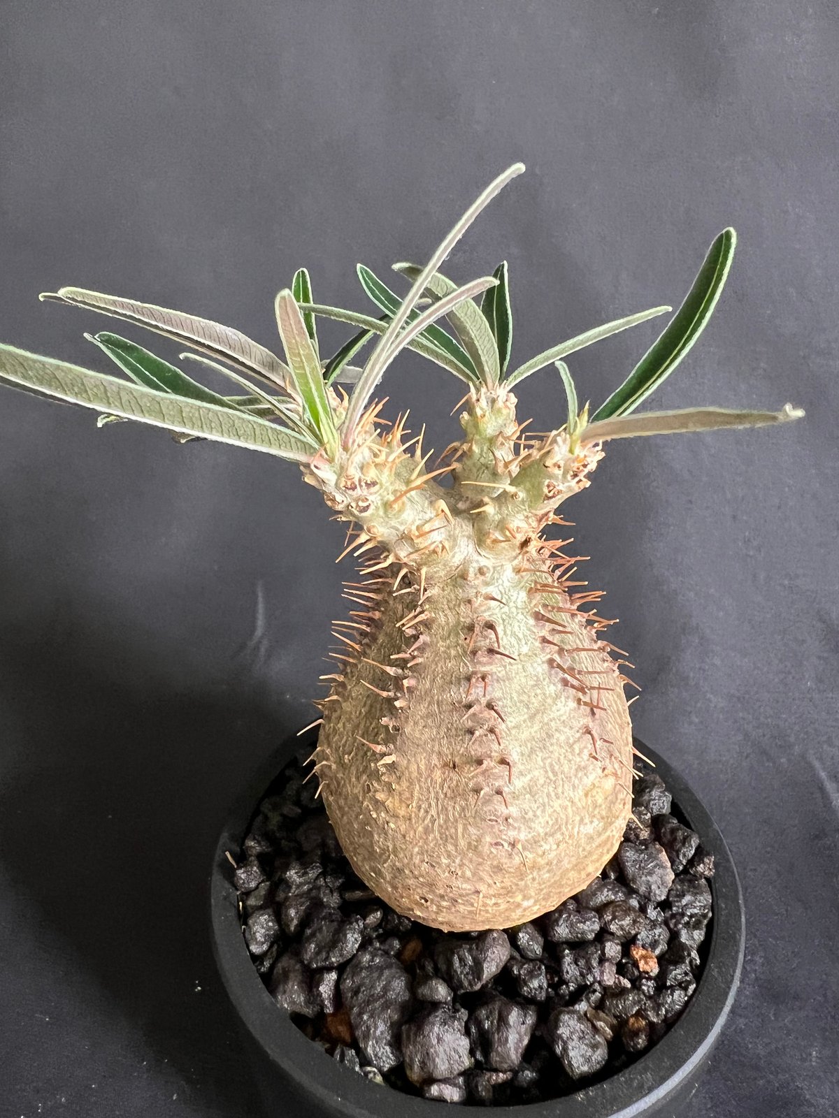 パキポディウムグラキリス 発根済み 14 | HANDS PLANTS