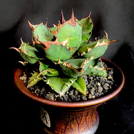 ドワーフ | STORES