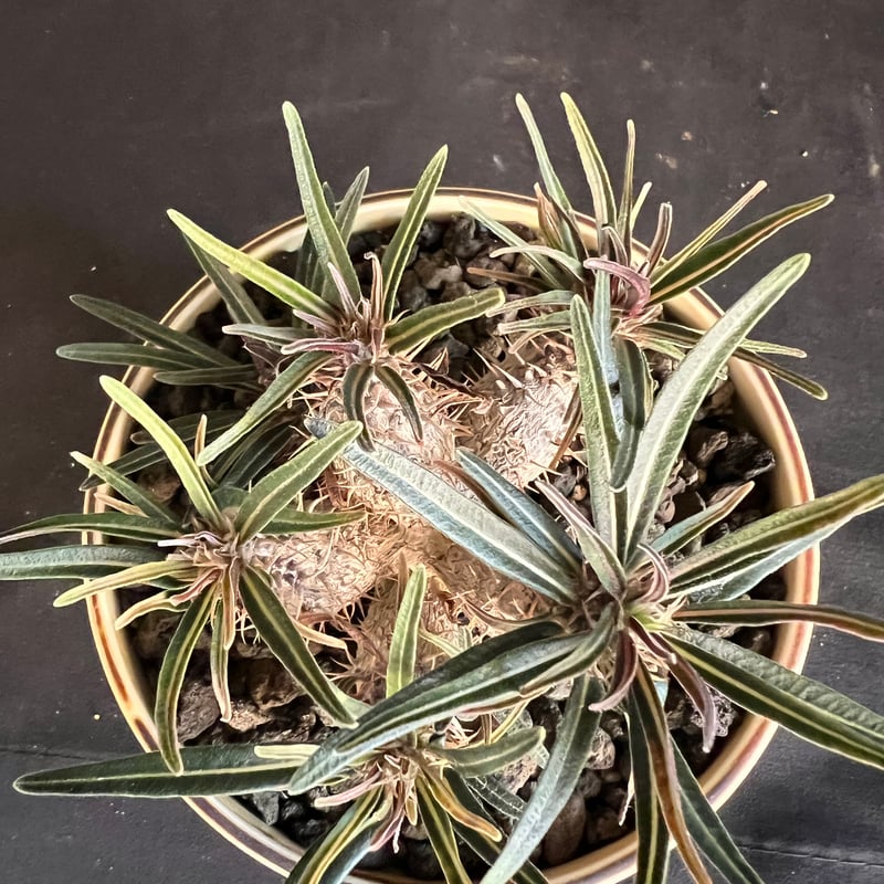 パキポディウム グラキリス多頭 実生株 | HANDS PLANTS