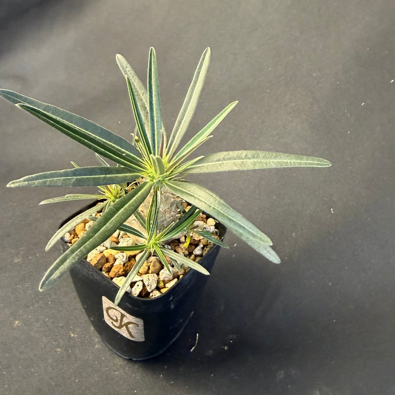 グラキリス 実生 13 kh | HANDS PLANTS