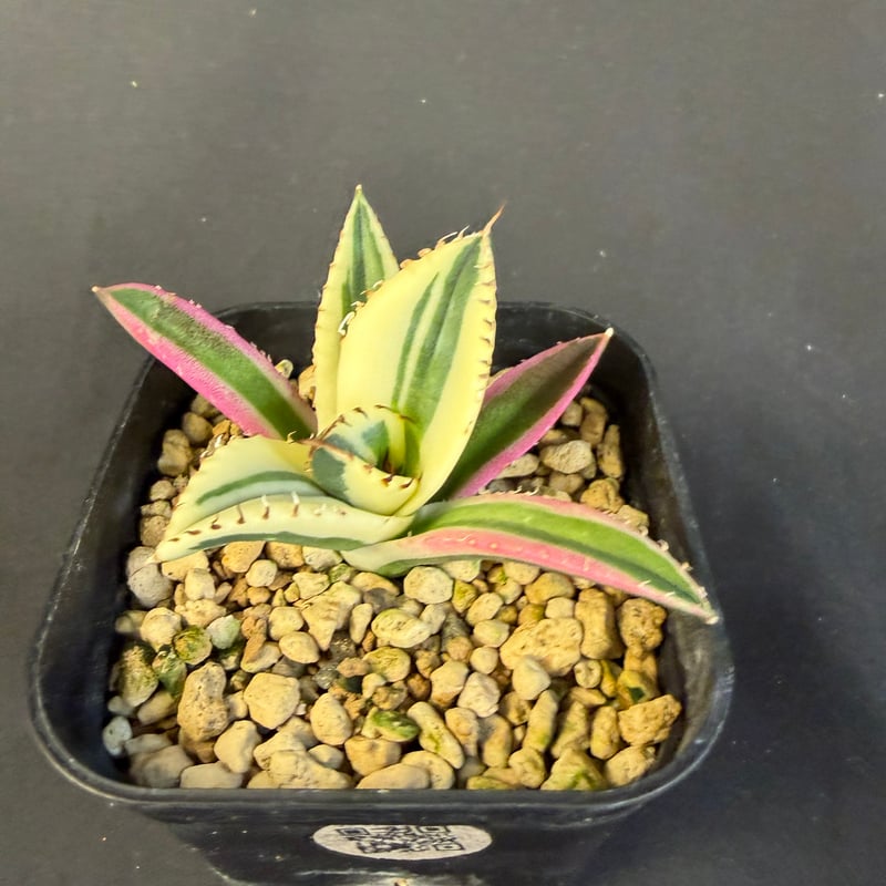 アガベ チタノタ スナグルトゥース 9017 | HANDS PLANTS