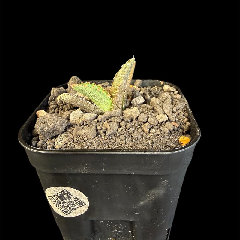 アガベ チタノタ 氷雹（ひょうひょう)子株 | HANDS PLANTS