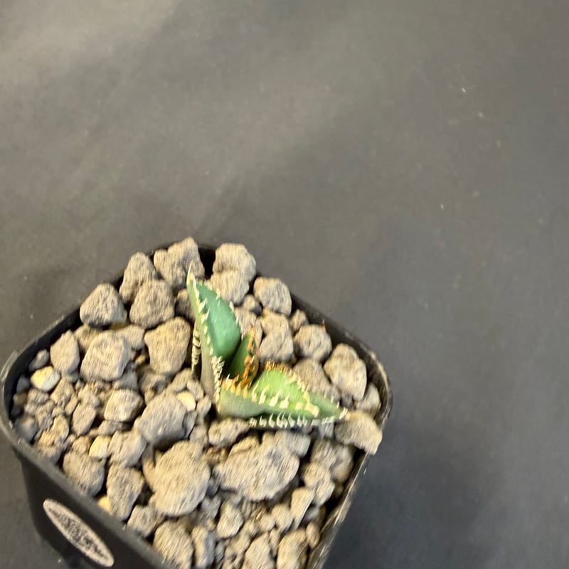 アガベ チタノタ 金蟾（きんせん）子株 ⅵ | HANDS PLANTS