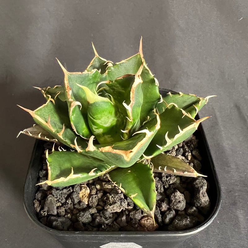 アガベ チタノタ 鬼爪 | HANDS PLANTS