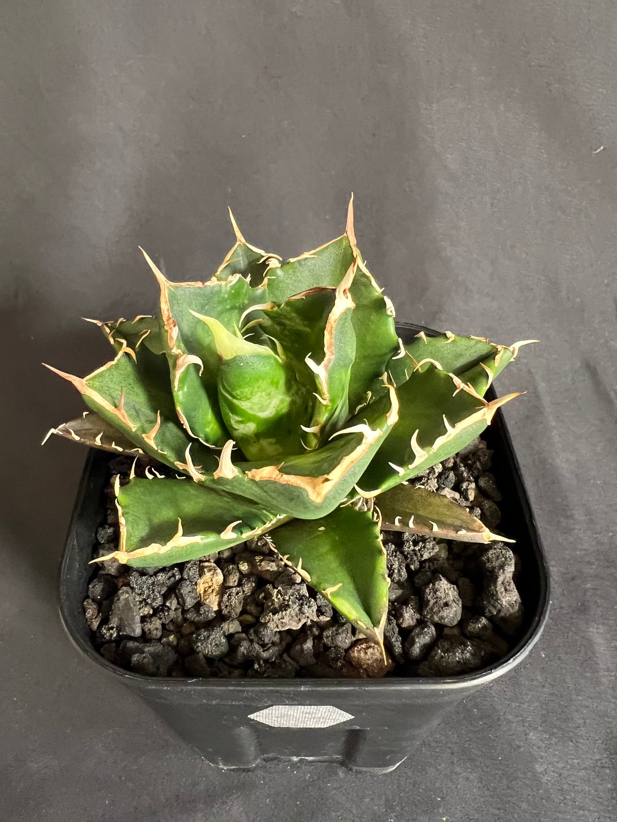 アガベ チタノタ 鬼爪 | HANDS PLANTS