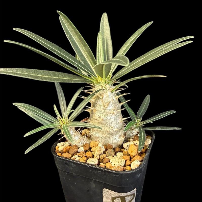 グラキリス 実生 13 グラキリス 実生 13 ny | HANDS PLANTS