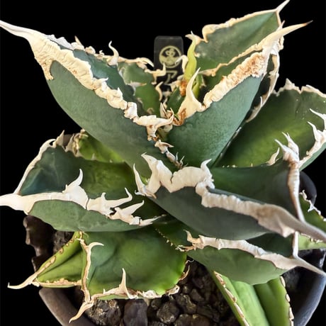 アガベチタノタ狼人 | STORES