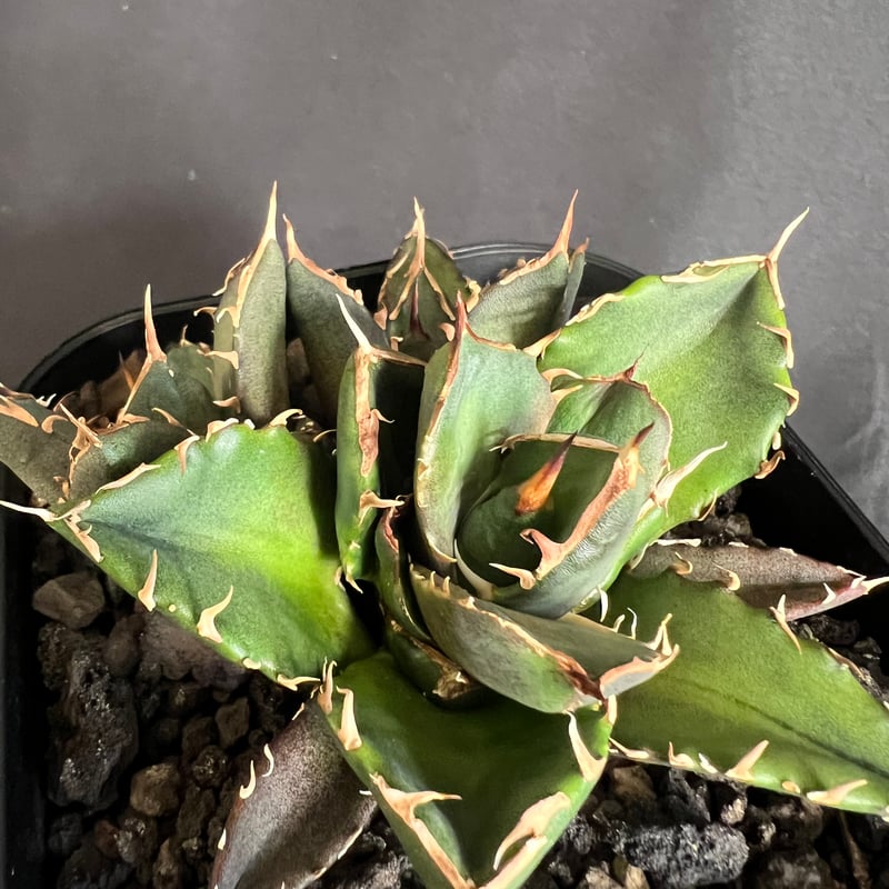 アガベ チタノタ 鬼爪 多頭 10532 | HANDS PLANTS