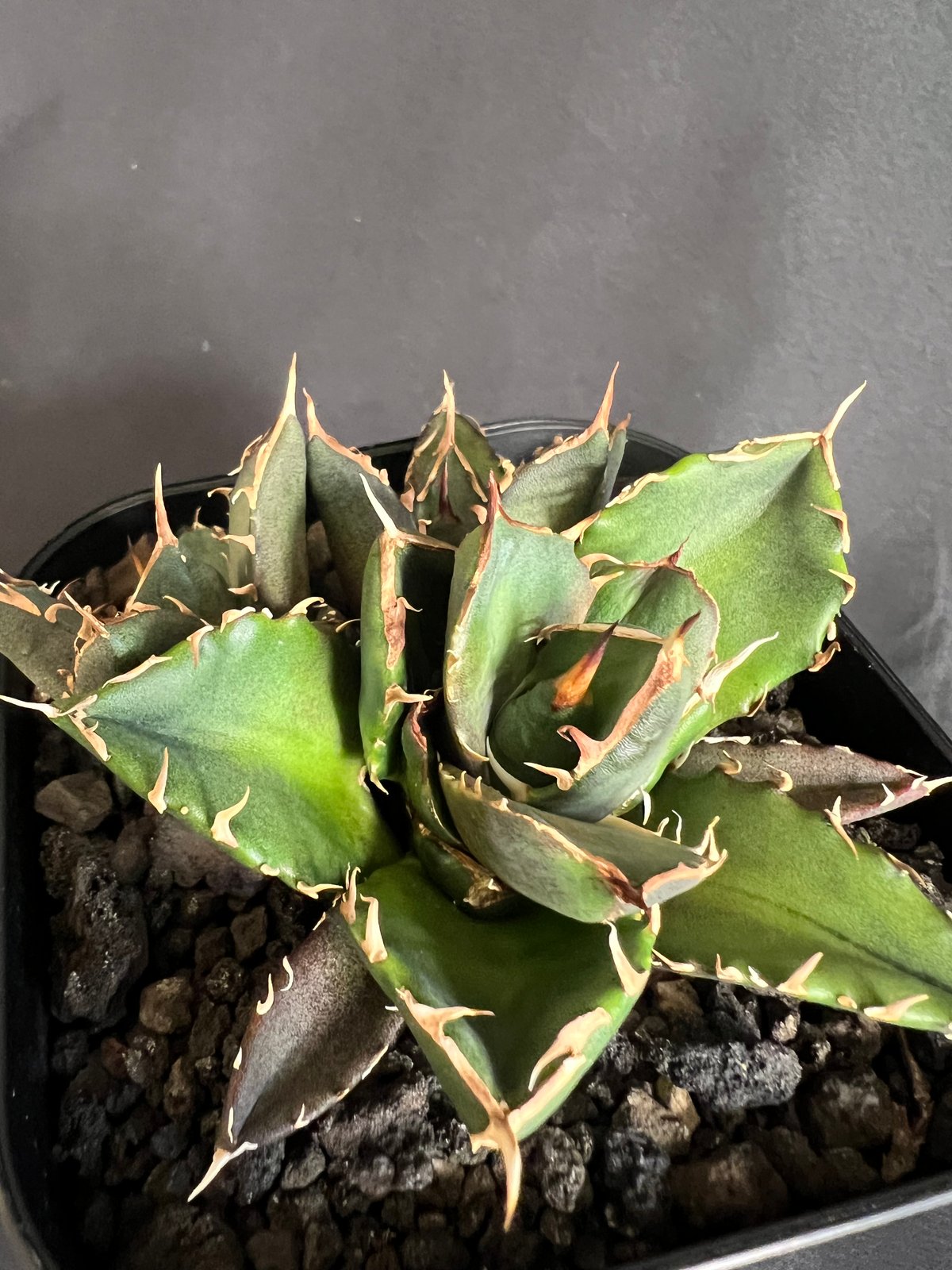 アガベ チタノタ 鬼爪 多頭 10532 | HANDS PLANTS