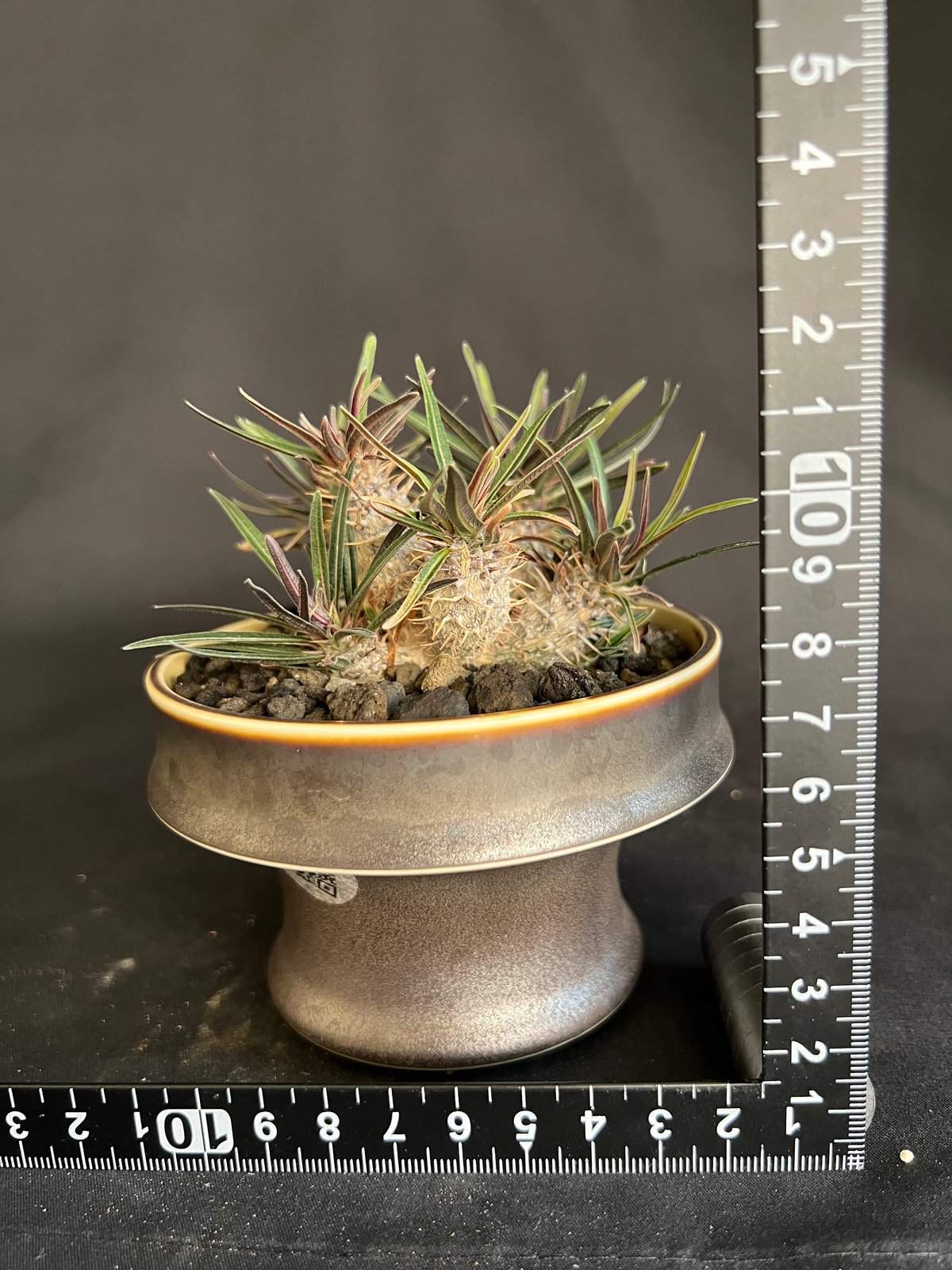 パキポディウム グラキリス多頭 実生株 | HANDS PLANTS