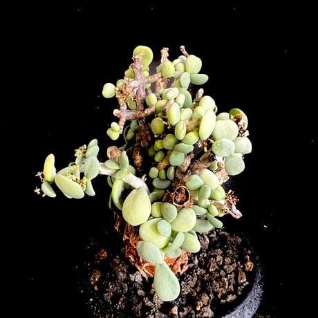 CATEGORY 現地球 | HANDS PLANTS