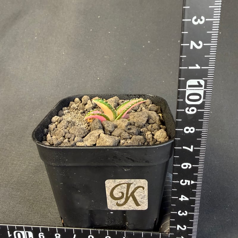 アガベ チタノタ 白豪刺中斑錦明錦 | HANDS PLANTS