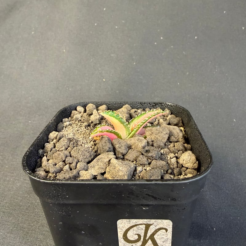 アガベ チタノタ 白豪刺中斑錦明錦 | HANDS PLANTS