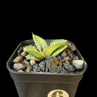 アガベ チタノタ 鰐亀（ワニガメ）子株 ③