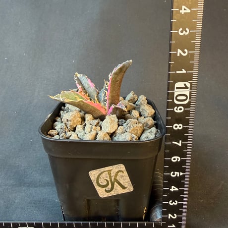 アガベ　チタノタ　白鯨錦　⑧